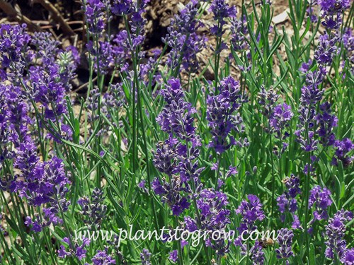 Hidcote Lavender (Lavandula angustifolia)